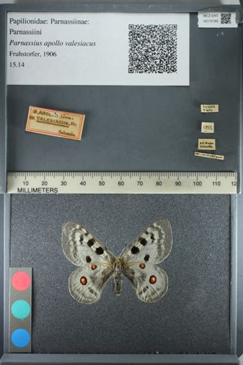 Media type: image;   Entomology 175183
